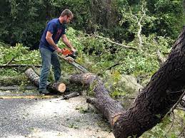 How Our Tree Care Process Works  in  Albany, NY