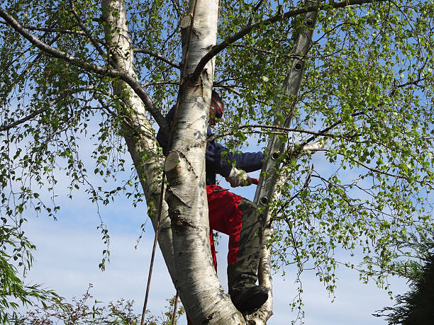 Best Arborist Consultation Services  in Alba, NY